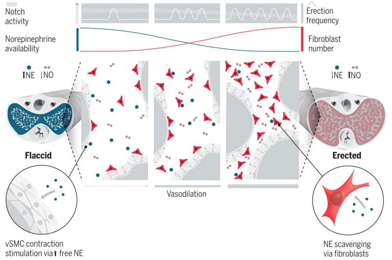 Fibroblasts mediate erectile activity–dependent modulation of penile blood flow. Credit: Science (2024). DOI: 10.1126/science.ade8064