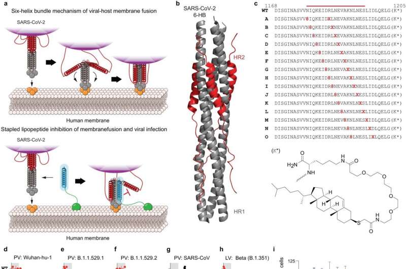 Design and screening of stapled lipopeptide inhibitors of SARS-CoV-2. a Schematic of the six-helix bundle (6-HB) fusion mechanism of SARS-CoV-2 and the mechanism by which a stapled lipopeptide decoy of the HR2 domain disrupts 6-HB assembly and thus blocks viral entry. b Structure of the SARS-CoV-2 6-HB assembly (PDB ID 7TIK), with the HR2 domain that formed the basis for stapled lipopeptide designs colored in red. c Compositions of the i, i + 7 staple scanning library of HR2 amino acid sequences 1168-1205 with the structure of the PEG4-thiocholesterol moiety appended to the C-terminal lysine. WT, unstapled lipopeptide bearing the indicated wild-type HR2 domain sequence. d–h The stapled lipopeptide library was tested in infectivity assays using a series of pseudoviruses (PV), including the initial Wuhan-Hu-1 strain (d), Omicron variants B.1.1.529.1 (e) and B.1.1.529.2 (f), and SARS-CoV Urbani (g) in ACE2-expressing HEK293T cells, and SARS-CoV-2 Beta strain live virus (h) in ACE2-A549 cells at screening doses of 250 nM (e, f), 500 nM, (d, g) or 4 μM (h). The data are normalized to the percent infected cells treated with vehicle control. Data are mean ± SEM for assays performed in technical quadruplicate (PV) or triplicate (LV) and then repeated with similar results. The gray shading highlights those lipopeptides that inhibited infectivity to &lt;25% of infected cells (data points colored red). i A full dose-titration of the consistently best-performing hit, designated Stabilized Alpha-Helix of SARS-CoV-2 HR2 bearing the D staple and PEG4-thiocholesterol (SAH-HR2-D-PEG4-TC), in an expanded panel of pseudoviral assays, which included Wuhan-Hu-1, D614G, B.1.1.7 (Alpha), B.1.351 (Beta), B.1.617.2 (Delta), B.1.1.529.1 (Omicron), SARS-CoV (Urbani), and VSV-G as a specificity-of-action control. Data are mean ± SEM for assays performed in technical quadruplicate and then repeated with similar results. IC50 values were calculated by nonlinear regression analysis of the dose-response curves. Credit: Nature Communications (2024). DOI: 10.1038/s41467-023-44361-1