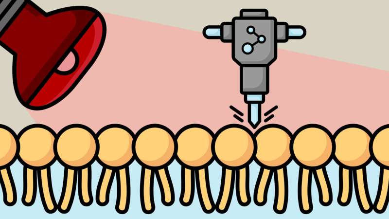 Researchers have developed a technique that employs nanoscopic molecular jackhammers capable of cracking a cell's membrane and causing enough decomposition to destroy cancer cells. Credit: Texas A&M Engineering