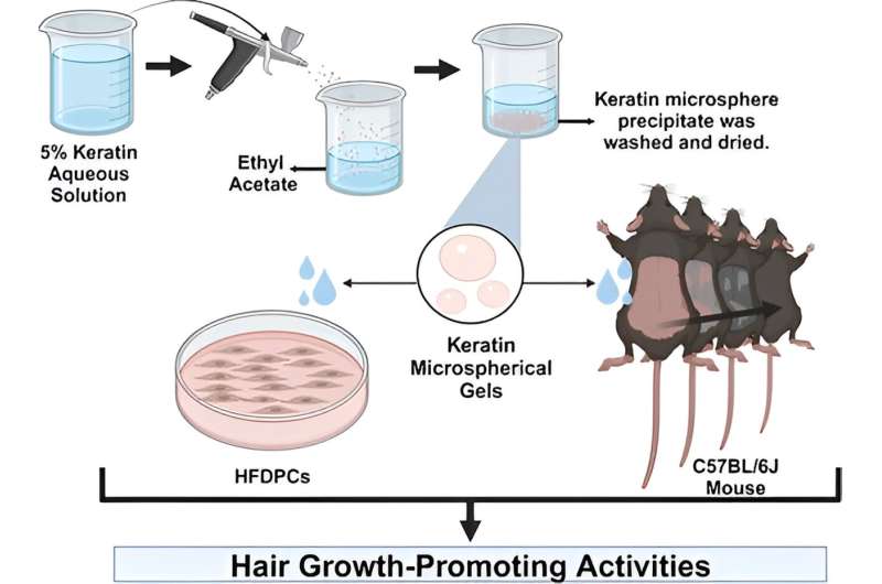 Study in mice finds keratin microsphere gel is a promising tool for hair growth