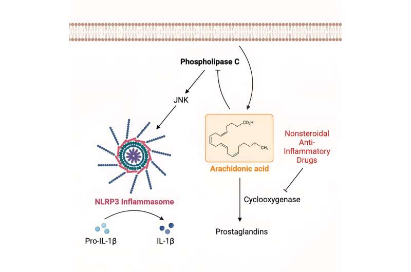 Scientists identify how fasting may protect against inflammation 