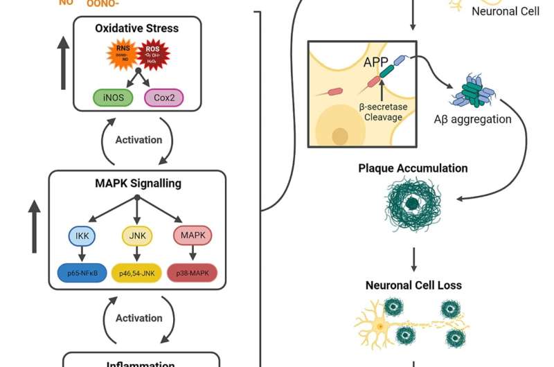 A working model on the biological effects of air pollutant particulates in the early onset pathologies of AD. Credit: Environment International (2024). DOI: 10.1016/j.envint.2024.108512