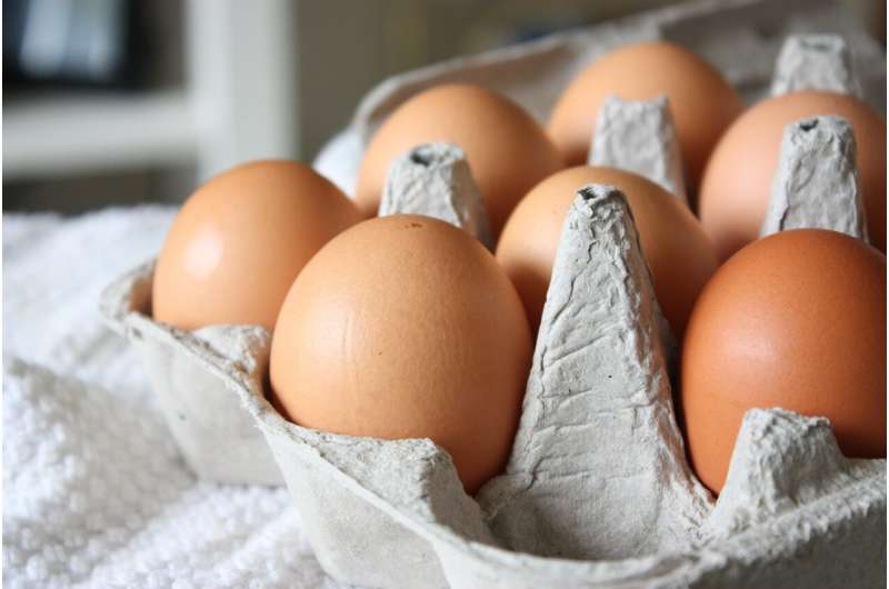 Cracking the code to vitamin D: How you store and cook your eggs matters 