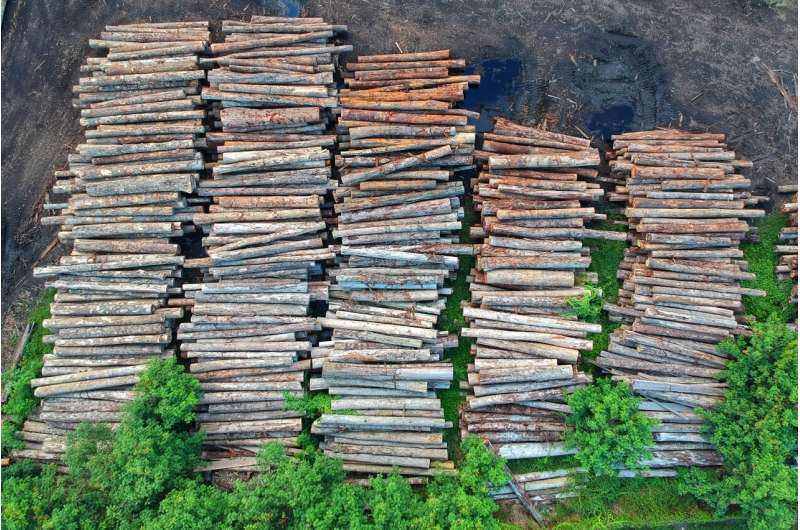 Vanishing forests and suffering children: The hidden toll of deforestation in Cambodia 