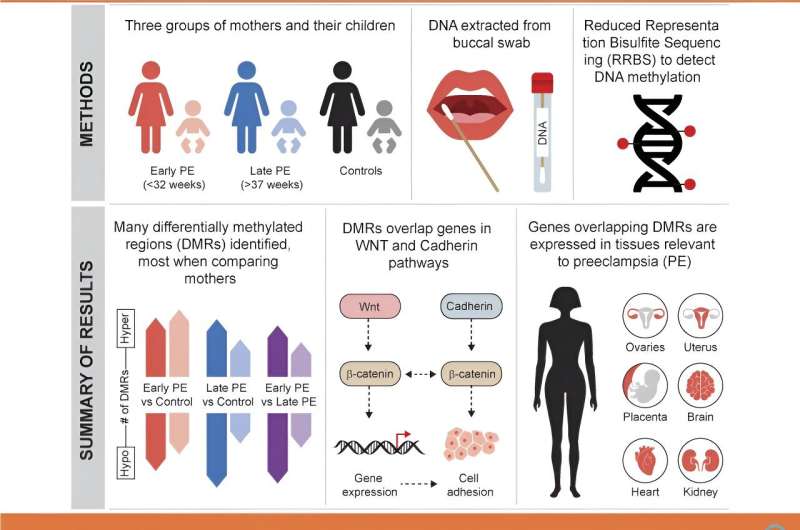 Researchers one step closer to preventing preeclampsia