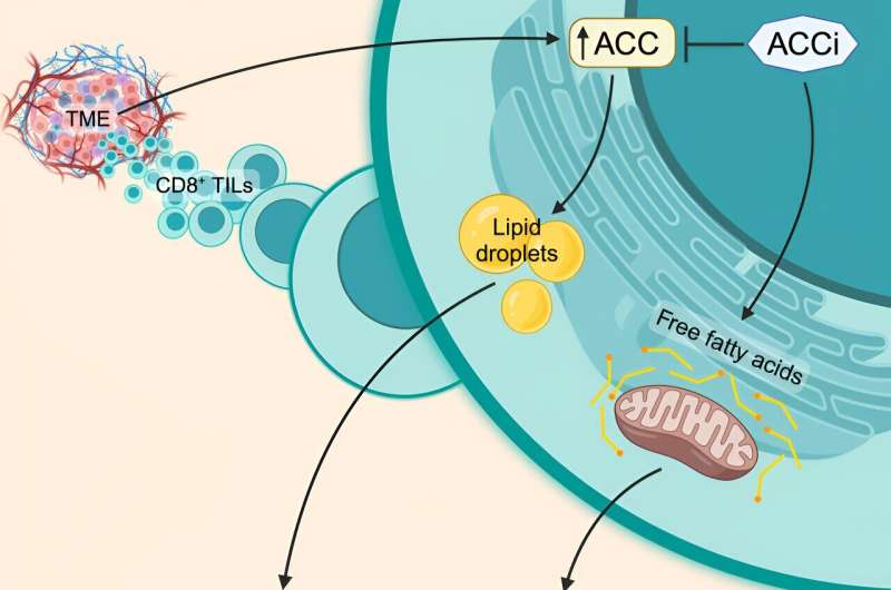 Researchers Gain Insight into Why T Cells Lose Energy in Solid Tumors