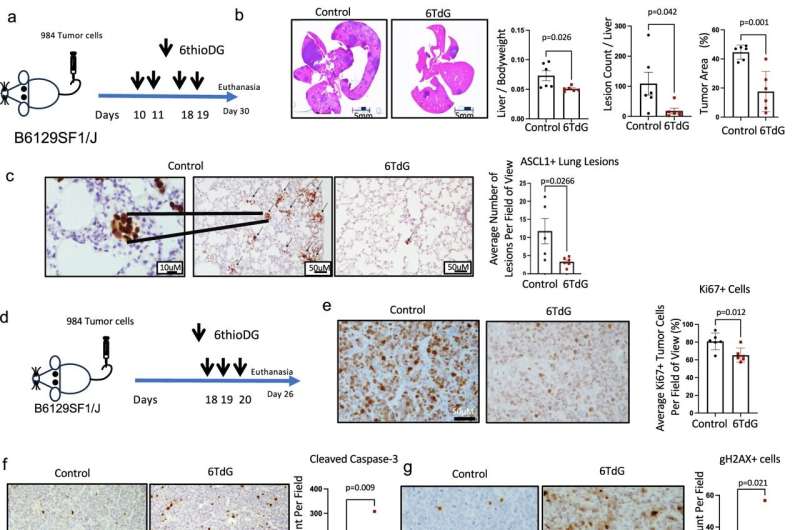 Lung cancer treatment shows promise in tumor models