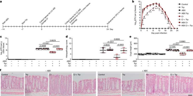 Tryptophan in diet, gut bacteria protect against E. coli infection