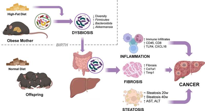 Maternal obesity may promote liver cancer