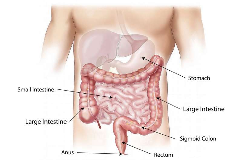 digestive system