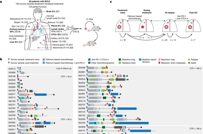 Scientists unravel mystery of drug response in small cell lung cancer