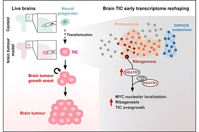 Study offers new insights into earliest stages of brain tumor development