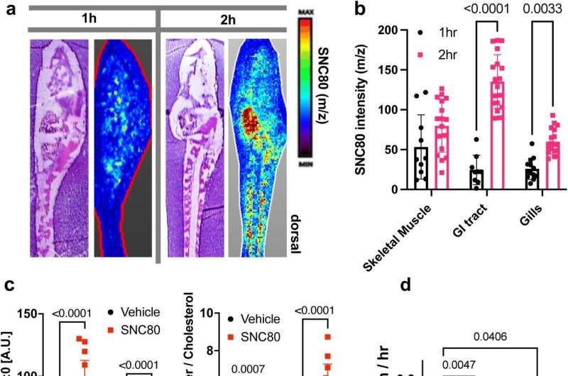 SNC80 uptake and activity at the delta opioid receptor. a. Distribution of SNC80 in Xenopus tadpoles after 1 and 2 hours of compound exposure. b. Uptake of SNC80 in the tadpole skeletal muscle, GI tract, and gills at 1 and 2 hours of exposure. c. Levels of acylcarnitine and cholesterol ester in the skeletal muscle and brain after 1 hour of SNC80 treatment. In vivo distributions of SNC80 and lipid levels measured from N=5 tadpoles per condition; N=3 sections/slide. d. Oxygen consumption in Xenopus tadpoles treated with SNC80, the delta opioid antagonist naltrindole, or a combination of SNC80 and naltrindole. N=3 replicates/group with each data point representing the cumulative oxygen consumption from 5 tadpoles. Statistical comparisons were performed using a two-way ANOVA (time x tissue region) with Sidak’s correction for multiple comparisons (b), multiple unpaired t-tests for each tissue region with FDR correction (c), and a Welch ANOVA test with Dunnett correction for multiple comparisons between vehicle and each treatment group (d). Bar plots show the mean±SD of each group. Credit: eLife (2024). DOI: 10.7554/eLife.93796.1