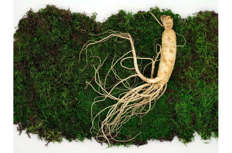 Ginseng can speed up recovery and reduce muscle fatigue after exercise, research finds  