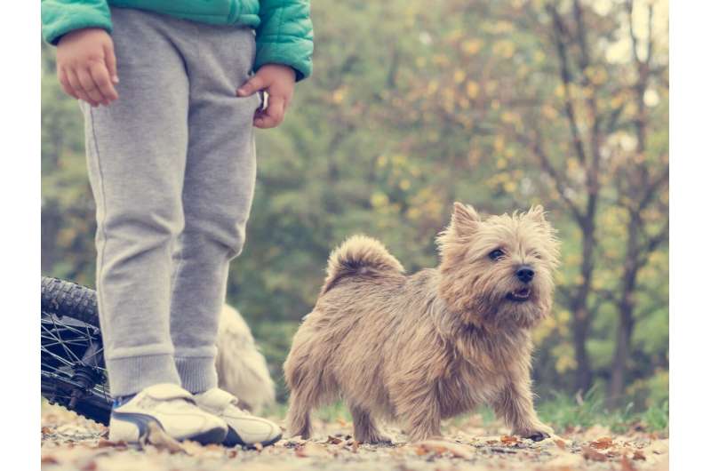 Study reveals five common ways in which the health of homeless pet owners and their companions is improved 