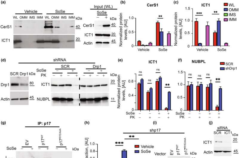 Mitochondrial membrane rearrangements are critical in recruiting p17/PERMIT-CerS1 to mitochondria. Credit: Aging Cell (2023). DOI: 10.1111/acel.13954