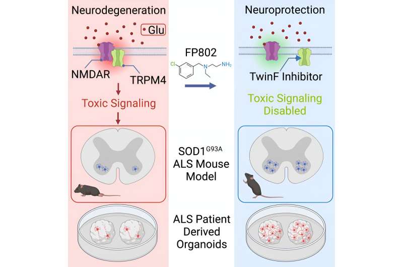 Neurobiologists successfully test novel drug principle in a mouse model and in brain organoids of ALS patients