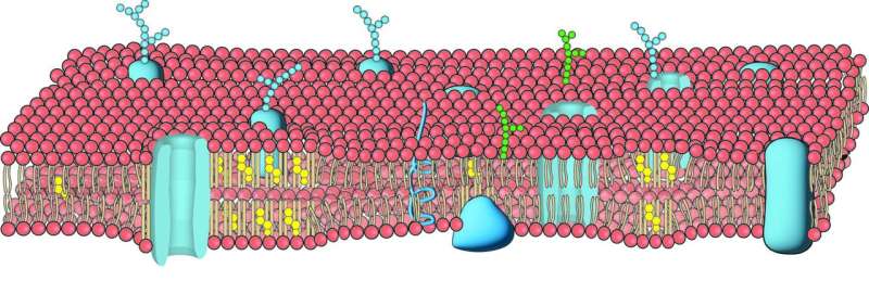 A cell membrane is illustrated to show the surface in red. Blue objects are proteins, including ion channels, which can send electrical impulses into cells. Lipids, or fats, are in yellow. In this cross section, an ion channel associates with a lipid raft. The function of the lipid structures is regulated by cholesterol. Mechanical force can deplete the cholesterol and release the ion channel, changing activity within the cell. Credit: Scott Hansen, Ph.D., The Wertheim UF Scripps Institute