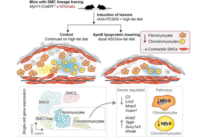 Graphical summary. Credit: Nature Cardiovascular Research (2024). DOI: 10.1038/s44161-023-00412-w