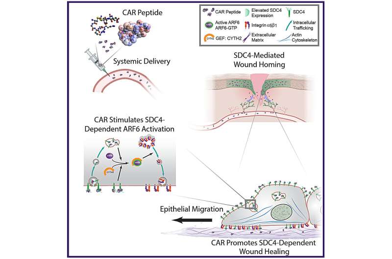 Schematic diagram highlighting proposed mechanism of action of CAR peptide. Systemically administered CAR peptide associates with the HSPG SDC4, which is restricted to epidermis and blood vessels in mouse skin wounds. CAR induces SDC4-dependent activation of the small GTPase ARF6, via the guanine nucleotide exchange factor CYTH2, to promote SDC4-, ARF6- and CYTH2-mediated keratinocyte migration and endogenous re-epithelialisation and wound repair mechanisms. Credit: Tampere University