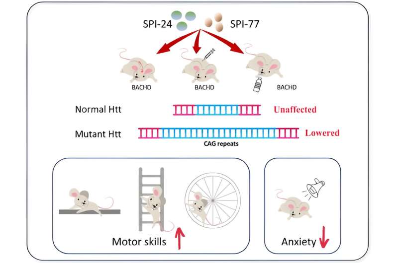 New drugs cross blood-brain barrier to slow progression and even reverse symptoms of Huntington's disease