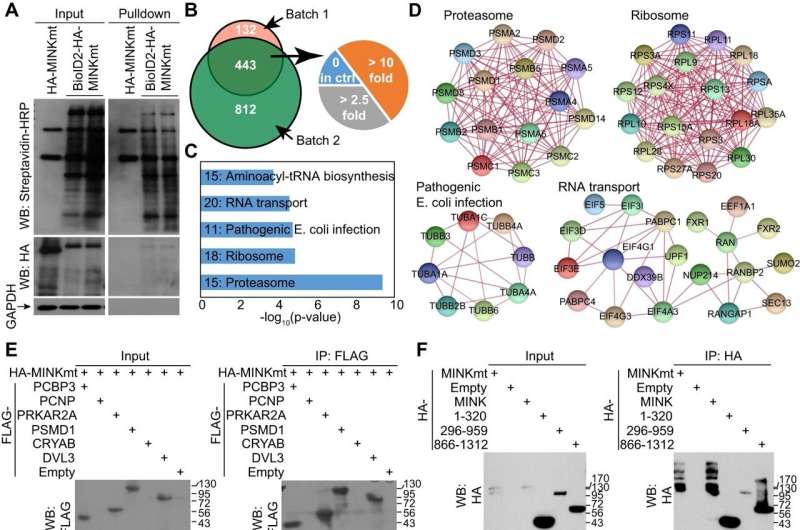 Experimental compound extends life in amyotrophic lateral sclerosis mouse model