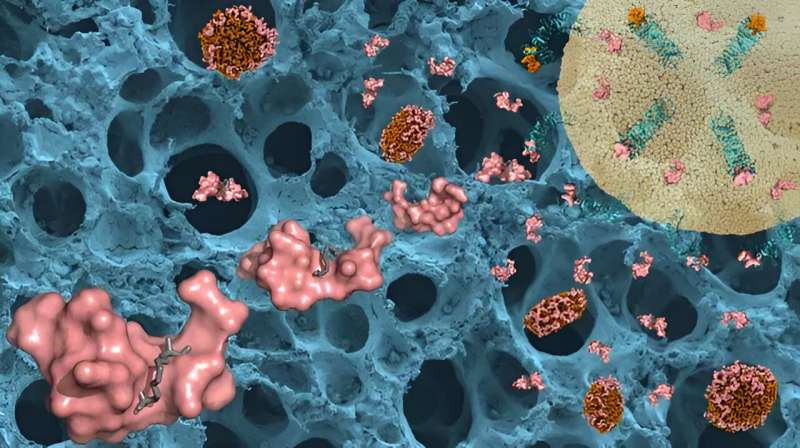 The illustration depicts how the researchers' peptide treatment (pink) binds to both receptors that can detect bacterial substances (green) and to bacterial lipopolysaccharide that can trigger an inflammatory response (endotoxin) (brown). In the background, there is a scanning electron microscopy image of lung alveoli. Credit: Firdaus Samsudin and Manoj Puthia.