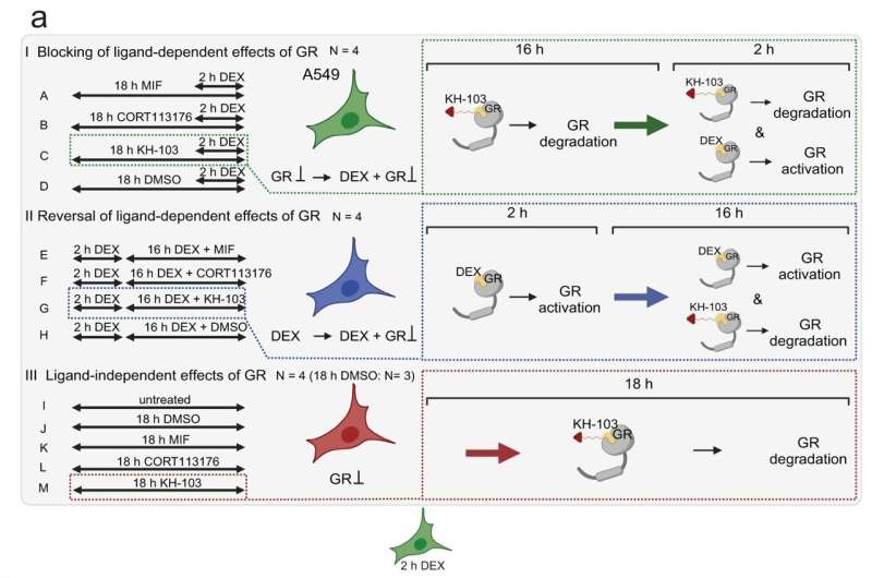 The DEGs we identified upon 2 h, and 18 h of DEX treatments in A549 cells align with the other existing RNAseq and ChIP-seq datasets. Credit: Nature Communications (2023). DOI: 10.1038/s41467-023-44031-2