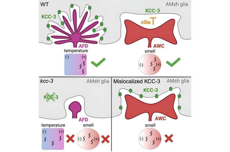 Molecular clusters on glial cells show they are more than our brain's 'glue'