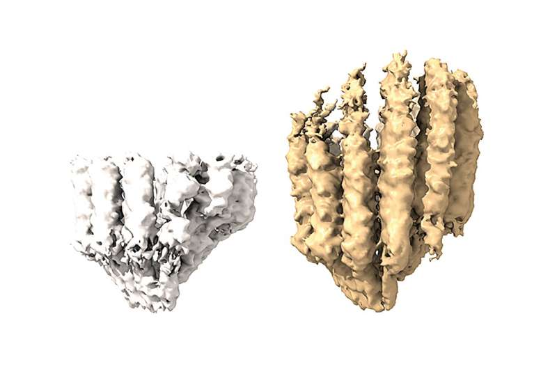 γ-TuRC starting the nucleation process (left) vs. γ-TuRC closing (right). Once closed, thhe foundation is set and tubulins can be added to make the bridge as long as necessary. Credit: Marina Serna/CNIO