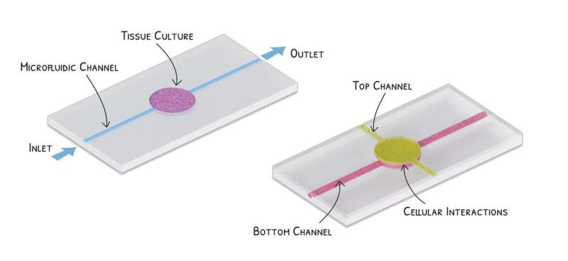 Organ-on-a-chip devices use tiny structures called microfluidic channels to bring small, controlled amounts of fluid into contact with tissue cultures. These devices can be used to study how cells react to certain molecular compounds such as medications, or to observe how different types of cells interact with each other. Left: This device features a single channel with a stationary cell culture in the middle. Right: This device features two channels that overlap at a central intersection, with cells flowing through them. Credit: Sean Kelley/NIST