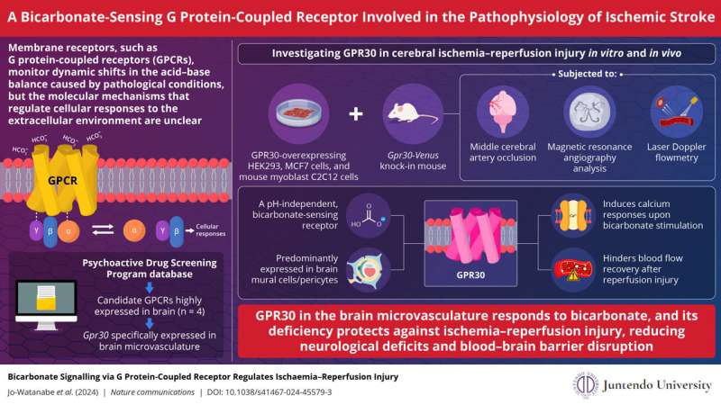 GPR30 in brain microvasculature responds to bicarbonate, and its deficiency protects against ischemia-reperfusion injury, reducing neurological deficits and blood-brain barrier disruption. These findings offer insights into developing innovative clinical approaches for ischemic stroke. Credit: Dr. Airi Jo-Watanabe of Juntendo University Graduate School of Medicine