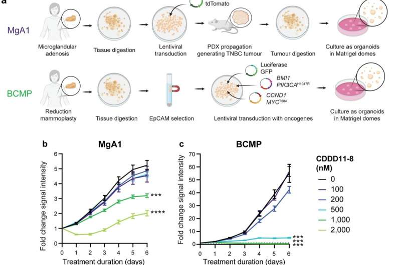 CDDD11-8 inhibits proliferation of patient-derived breast organoid models. Credit: Oncogene (2023). DOI: 10.1038/s41388-023-02892-3