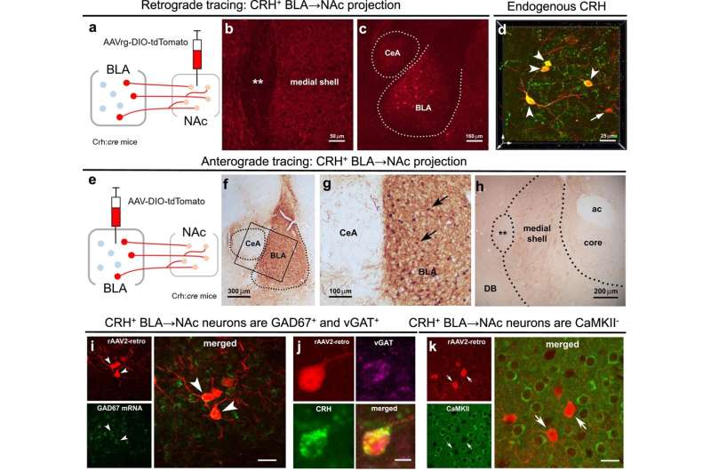 Early-life stress can disrupt maturation of brain's reward circuits, promoting disorders 