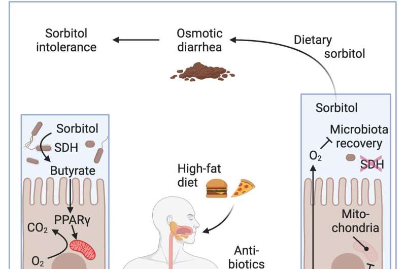 Taking antibiotics, combined with a high-fat diet, reduced the number of Clostridia gut microbes. Image generated with BioRender. Credit: UC Davis Health