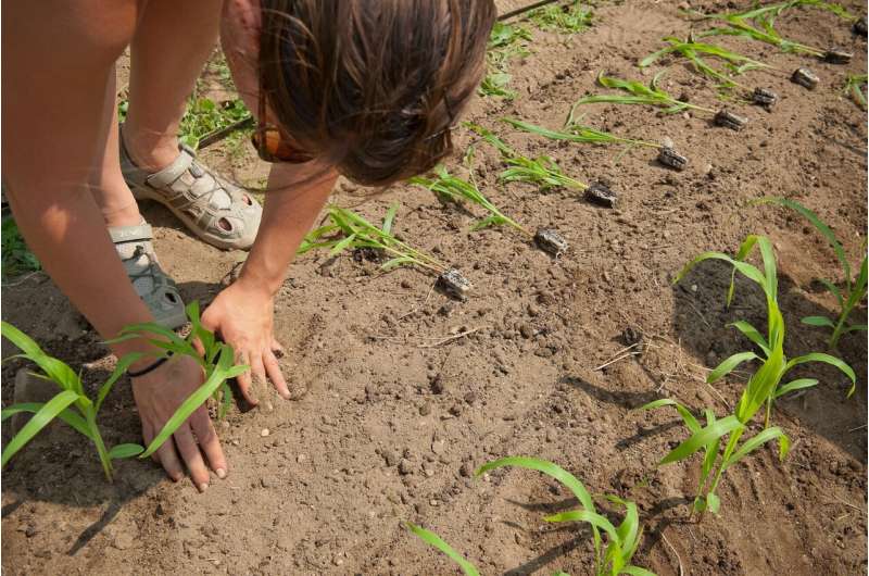 Person plants corn seedlings. Credit: Sally McCay