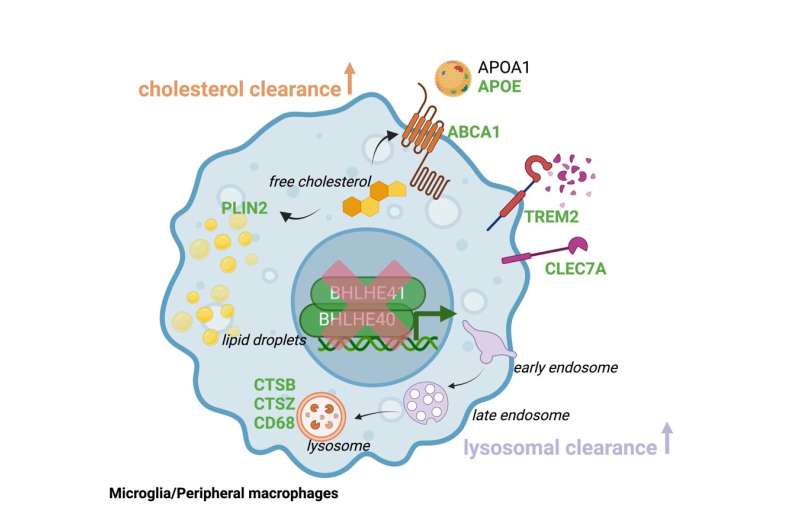 Immune cells identified as key players in brain health