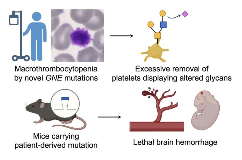 Two new mutations identified as possible causes of rare blood disorder