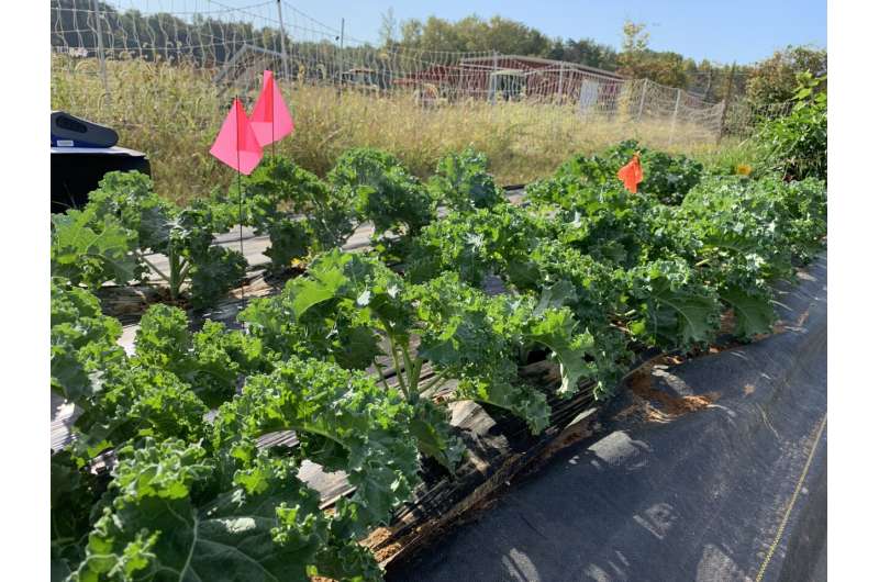 Kale growing at a farm outside Baltimore. Credit: Keeve Nachman/Johns Hopkins University