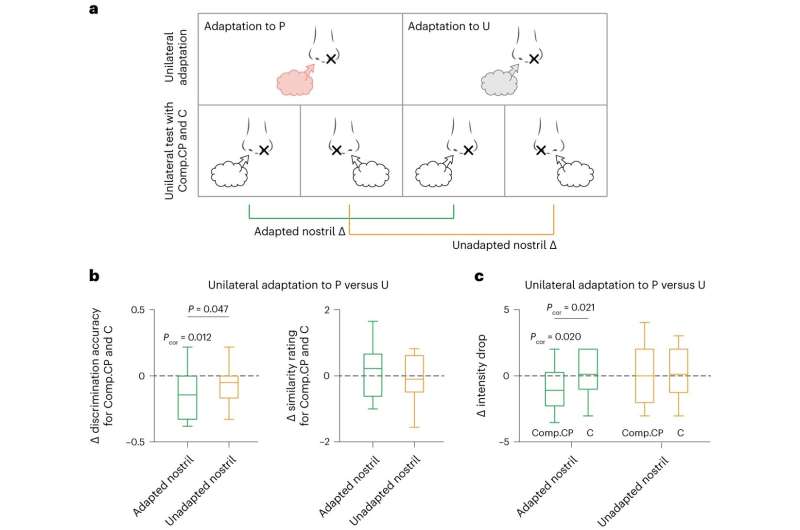 Scientists reveal chemical structural analysis in neural computations that allow us to identify odors