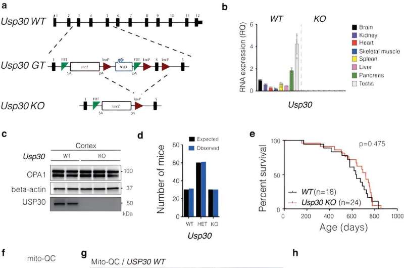 Researchers halt progression of Parkinson's disease in mouse model