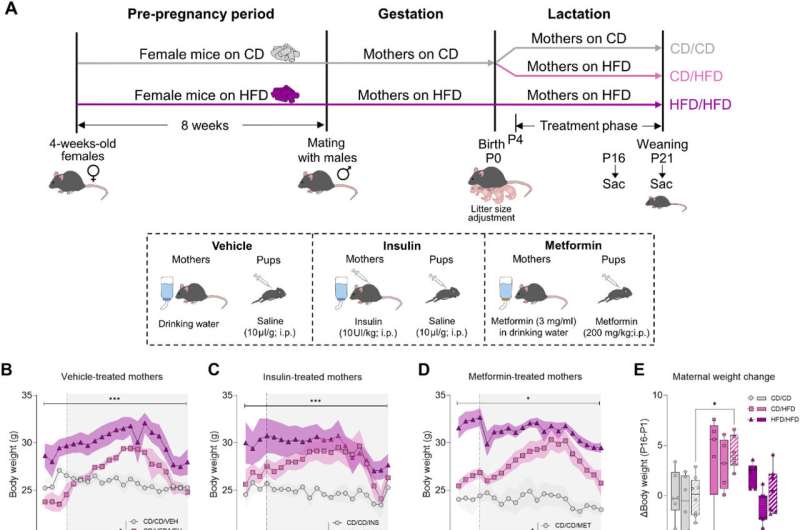 Metformin during pregnancy impacts offspring brain development, finds study