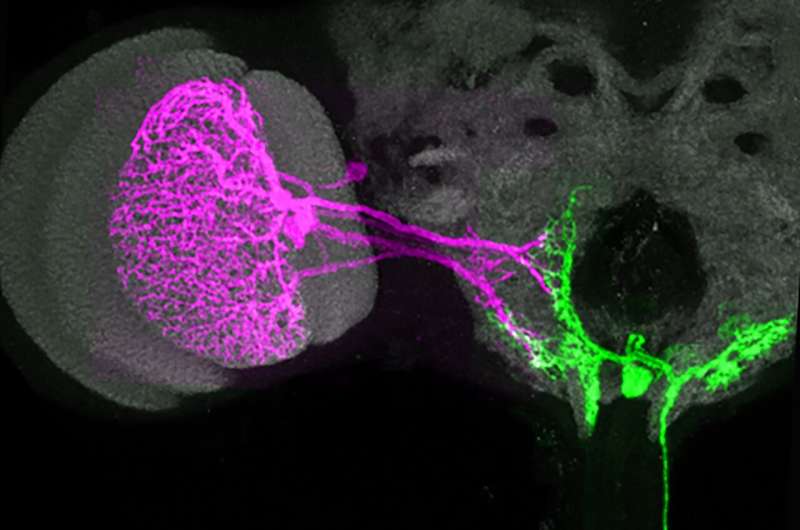 New study reveals how the brain orchestrates motions in partnership with sensory cues from the body