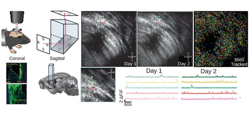 Team develops method for imaging deep brain activity with microprisms