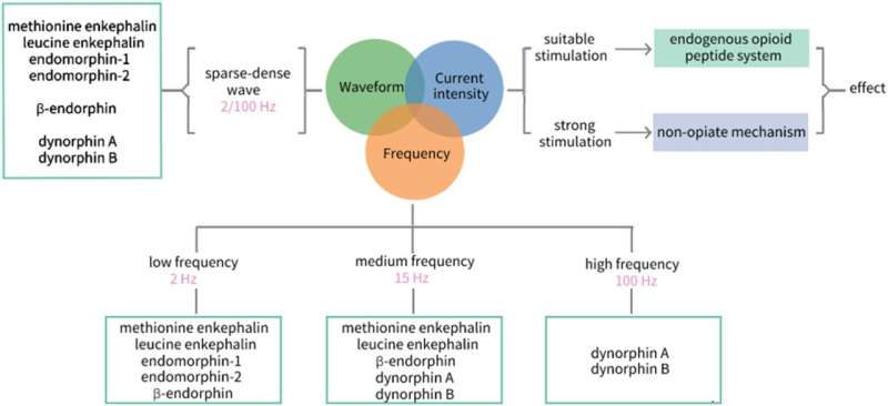 Dose-effect relationship between electroacupuncture and the regulation of endogenous opioid peptide system