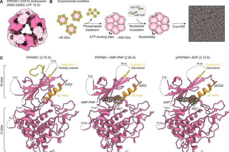 Determining nucleotide-bound PhPINK1 structures. Credit: Science Advances (2024). DOI: 10.1126/sciadv.adj7408