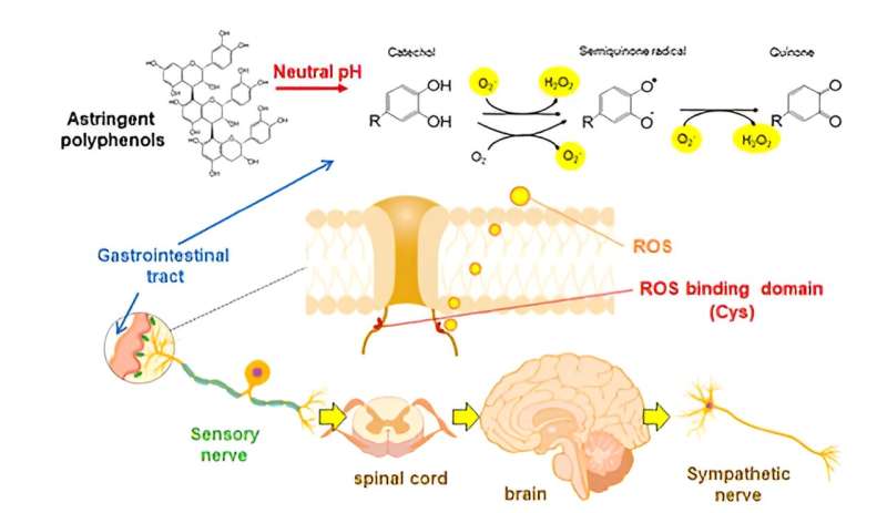 Deciphering the role of bitter and astringent polyphenols in promoting well-being