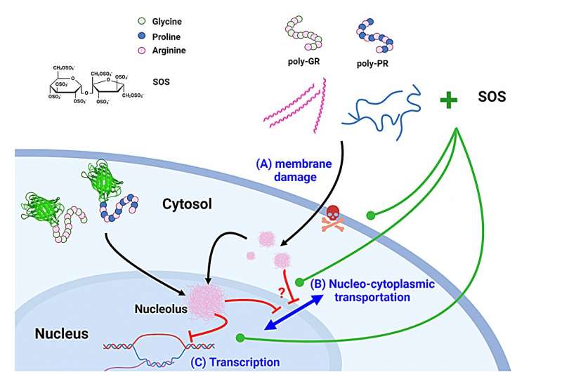 A new approach to treating amyotrophic lateral sclerosis and frontotemporal dementia