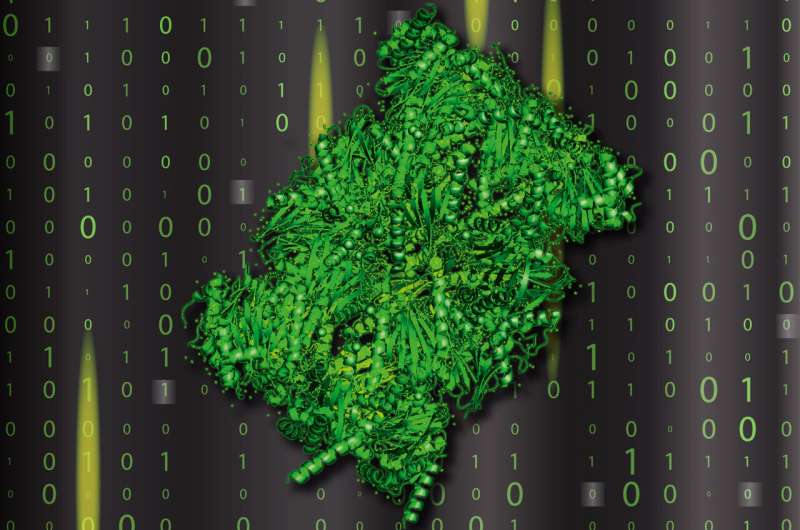 Researchers identify peptides produced by the proteasome that degrade damaged proteins