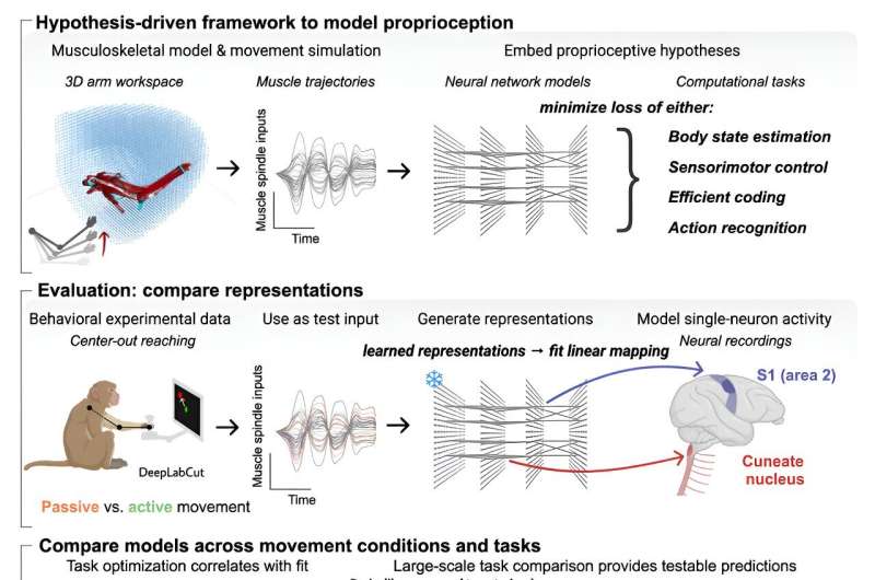 Unraveling the 'sixth sense': New study explores how the brain senses body position and movement